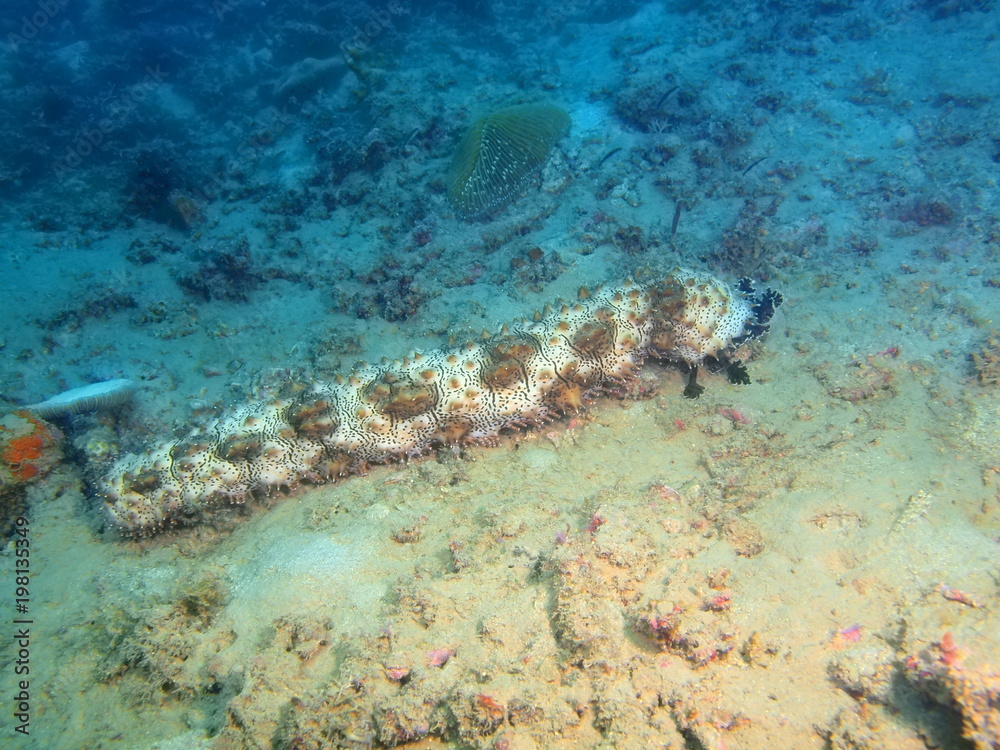 Fototapeta premium Sea cucumber
