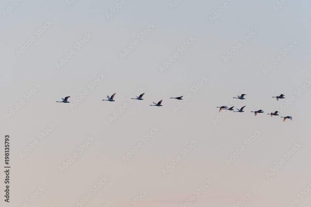 Flying White Swans Formation