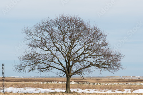 Solitude big bare tree
