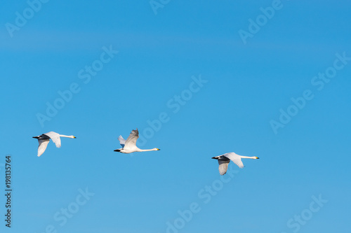 Migrating white swans