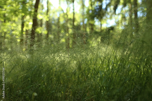 Close up of the leaves of grass in the forestn photo