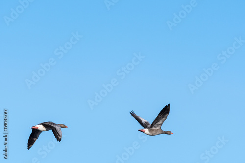Migrating Greylag Goose couple