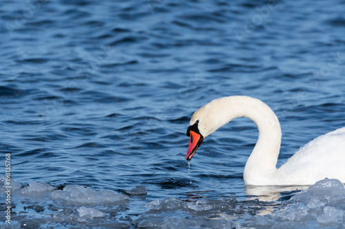 Beautiful Mute Swan Portrait