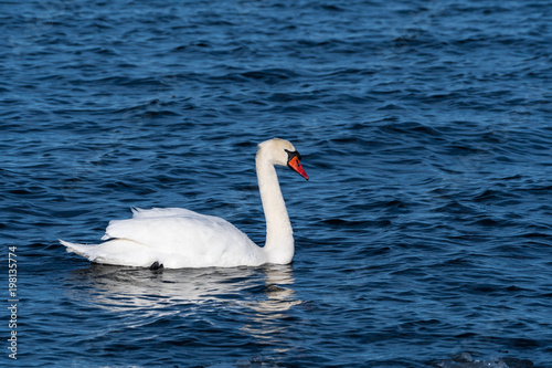 Elegant Mute Swan in blue water