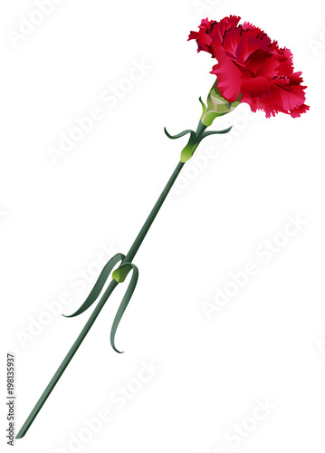 Red carnation flower vector illustration isolated on white