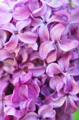 Syringa vulgaris or lilac purple flowers close up background