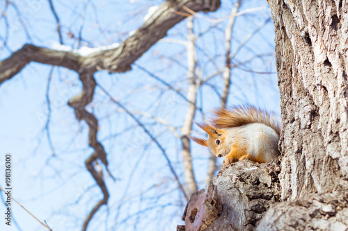 Live squirrel sits on a tree branch in a winter forest against a sky background © elenarui