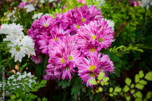 flower in Thailand