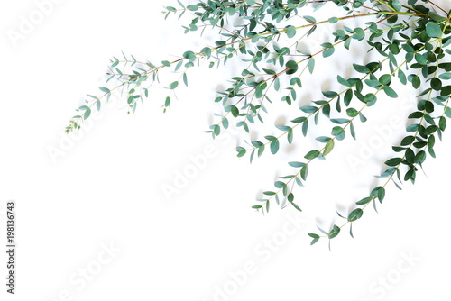 Fototapeta Naklejka Na Ścianę i Meble -  Eucalyptus branches on white background. Frame made of eucalyptus branches. Flat lay, top view, copy space