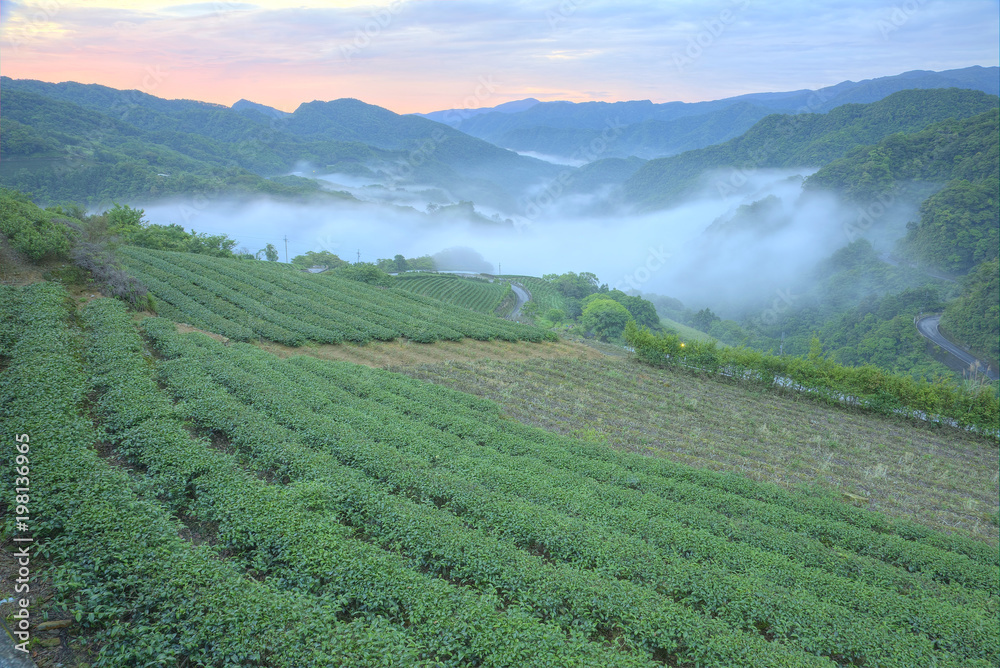 Early morning scenery of tea gardens in fresh spring atmosphere with ethereal fog in the distant valley in Pinglin, a rural village famous for tea farming near Taipei, Taiwan Early morning scenery of tea gardens in fresh spring atmosphere with ethereal fog in the distant valley in Pinglin, a rural village famous for tea farming near Taipei, Taiwan
