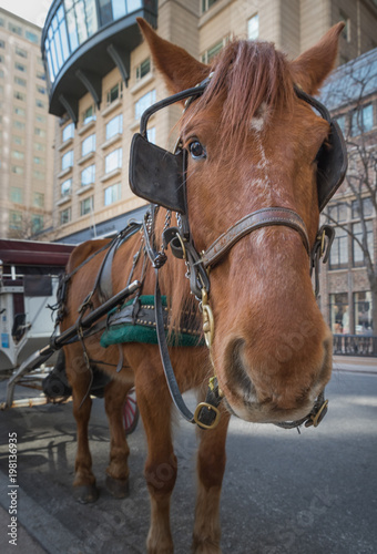Foto Beautiful brown young carriage horse on the Chicago street