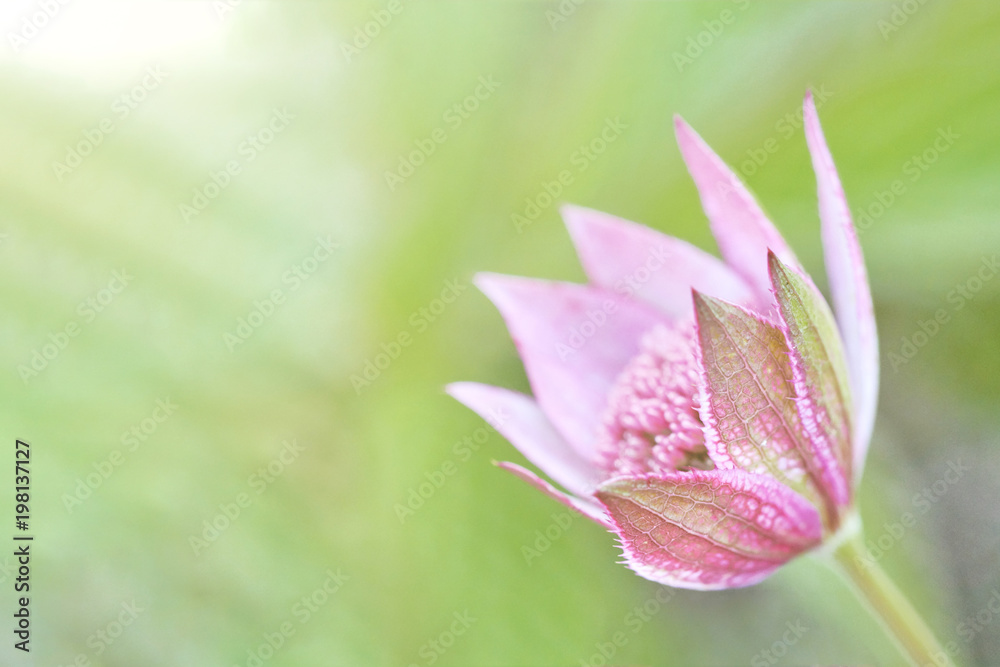 Fototapeta premium wild flower Beautiful