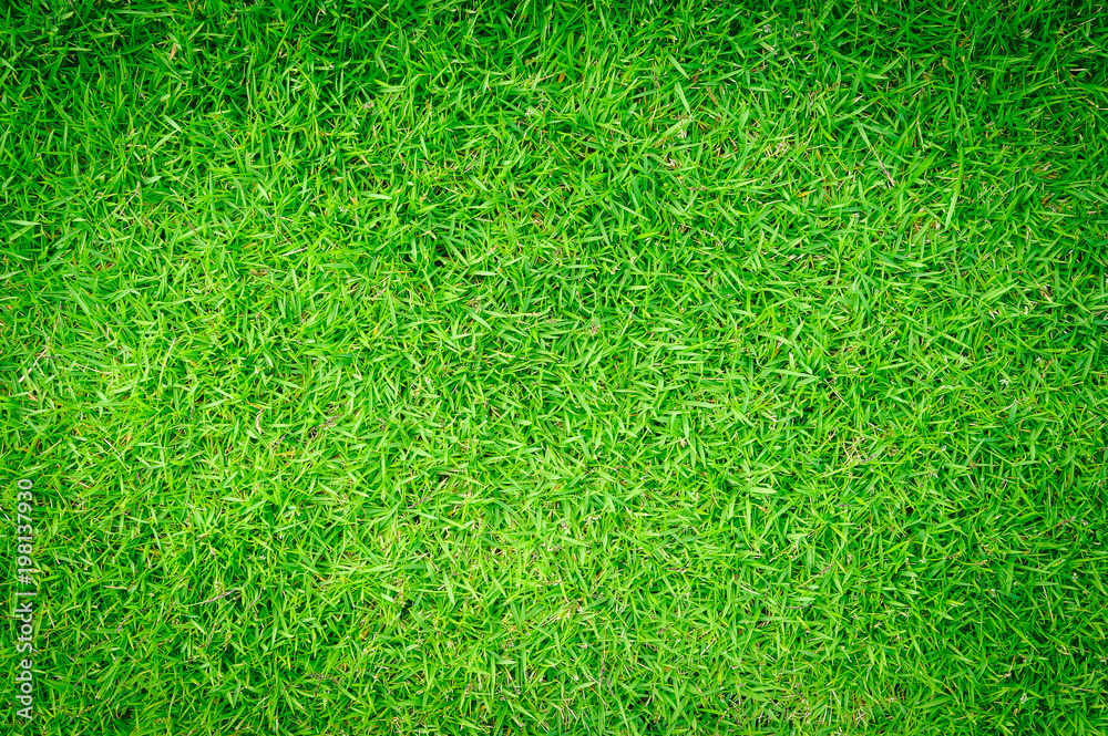Fototapeta premium Green grass texture, Green lawn for background