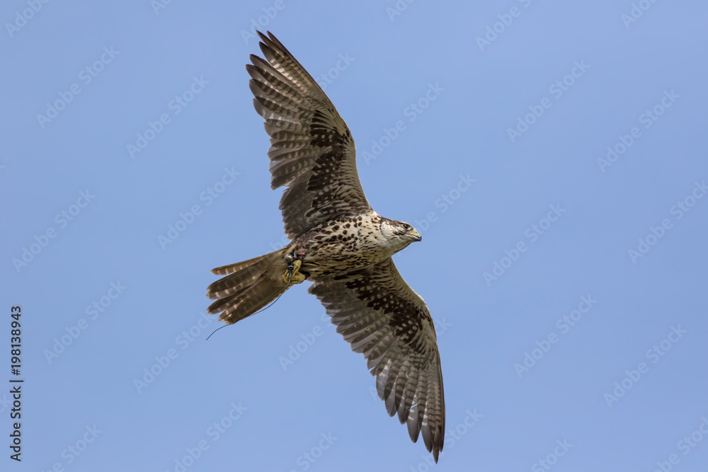Saker falcon (Falco cherrug) bird of prey in flight