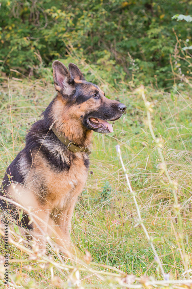 German shepherd dog in sunny autumn