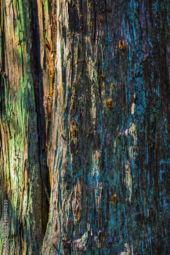 Huge tree at the botanic garden photo