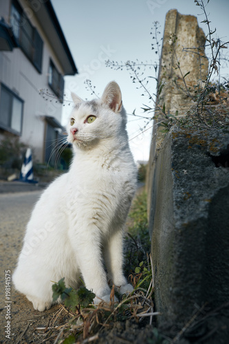 Outdoor cat