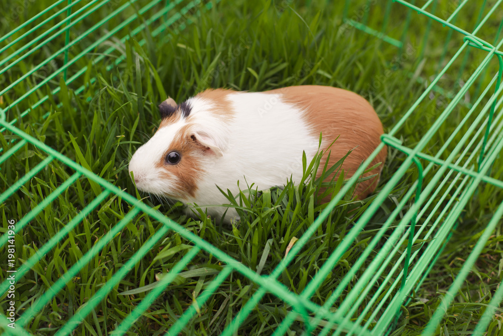 Fototapeta premium Funny guinea pig eating grass in the garden outdoors
