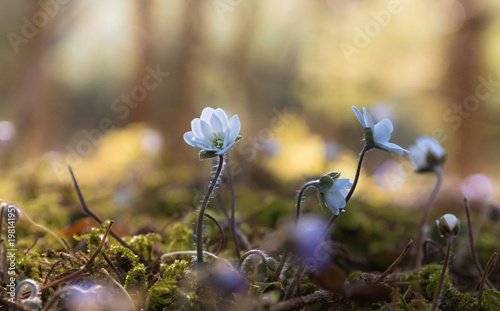Obraz na płótnie weißes Leberblümchen mit letztem Sonnenlicht im Hintergrund - Hepatica nobilis w salonie