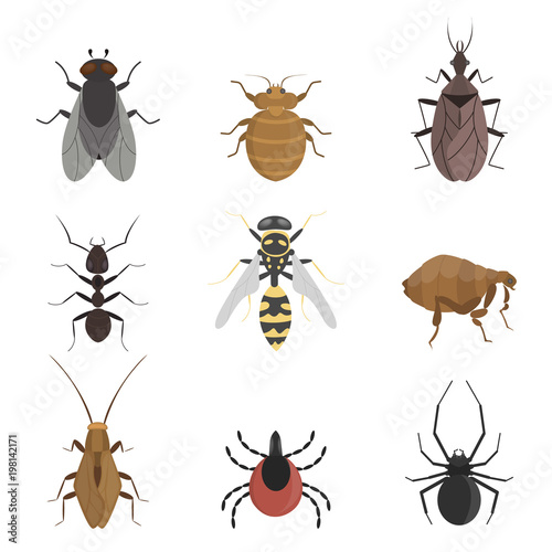 Insects set on white.