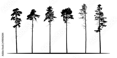Set of realistic vector silhouettes of coniferous trees - isolated