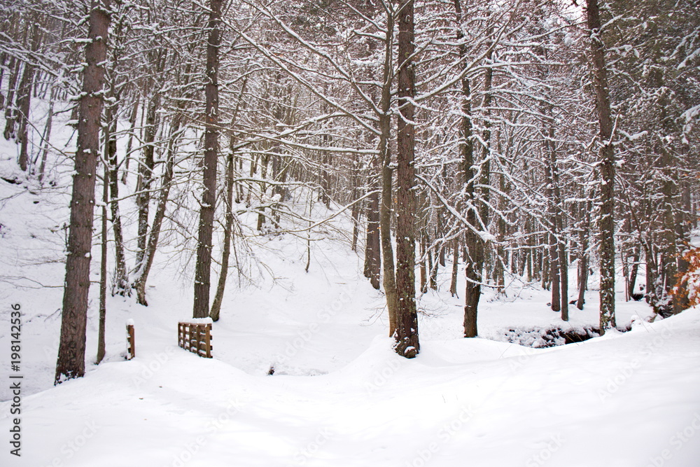 Snowy beech and pine forest in late winter, Sila National Park, Calabria, southern Italy Snowy beech and pine forest in late winter, Sila National Park, Calabria, southern Italy