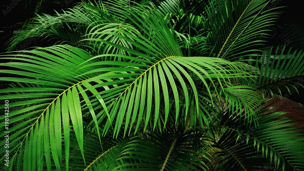 Fototapeta premium Green leaf nature background