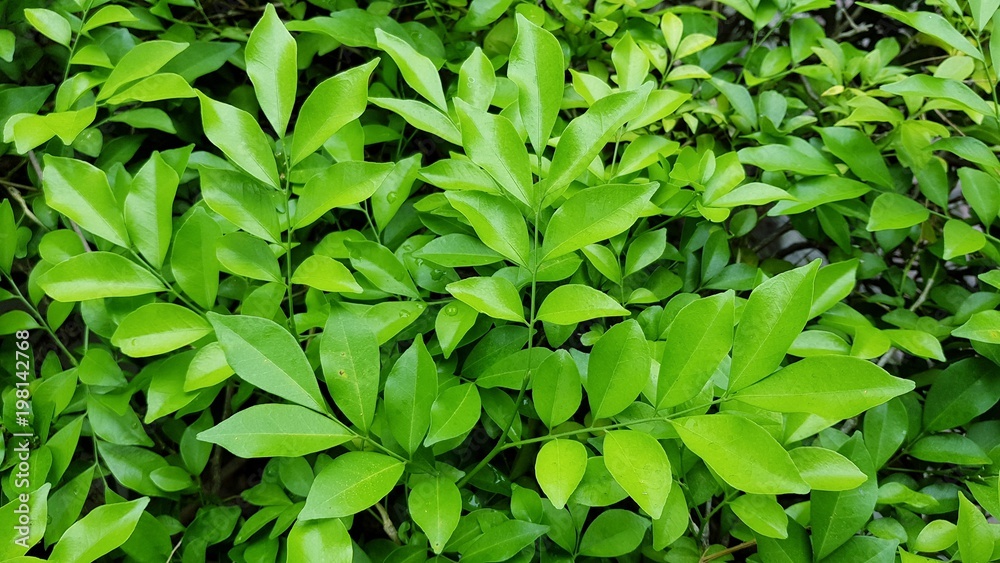 Green leaf nature background Green leaf nature background