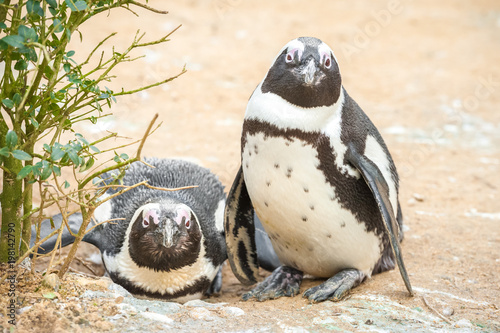 Tablou canvas two young African penguins in a sandy environment