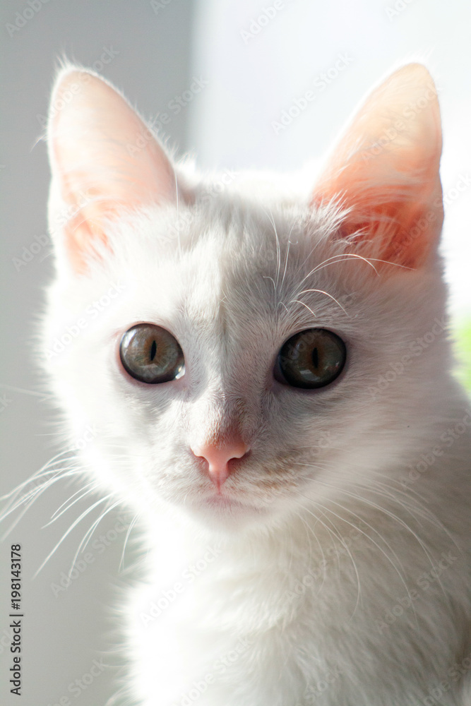 white cat close-up of muzzle