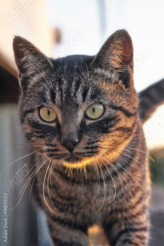 Fototapeta Naklejka Na Ścianę i Meble -  Outdoor cat