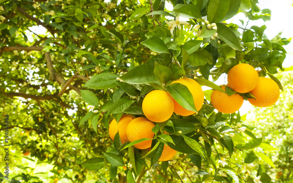 Close up of ripe organic multiple orange fruits on tree branch in local produce farm garden. Tangerine plantation growing cultivating yard, many trees full of fruitage harvest in sun light. Background