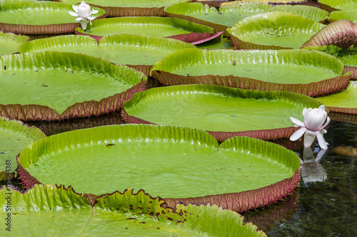 Giant Water Lily Pond