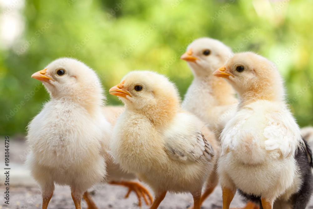Group of baby chicks on the farm