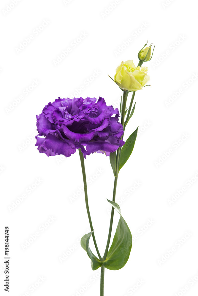eustoma flower eustoma flower