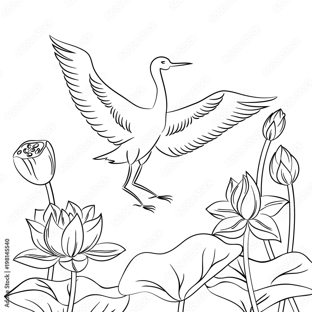 vector contour heron bird in lotus flowers picture hand drawn illustration for children's coloring book vector contour heron bird in lotus flowers picture hand drawn illustration for children's coloring book