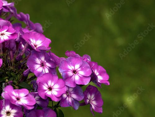 Sternpetunie „Lola Viola“