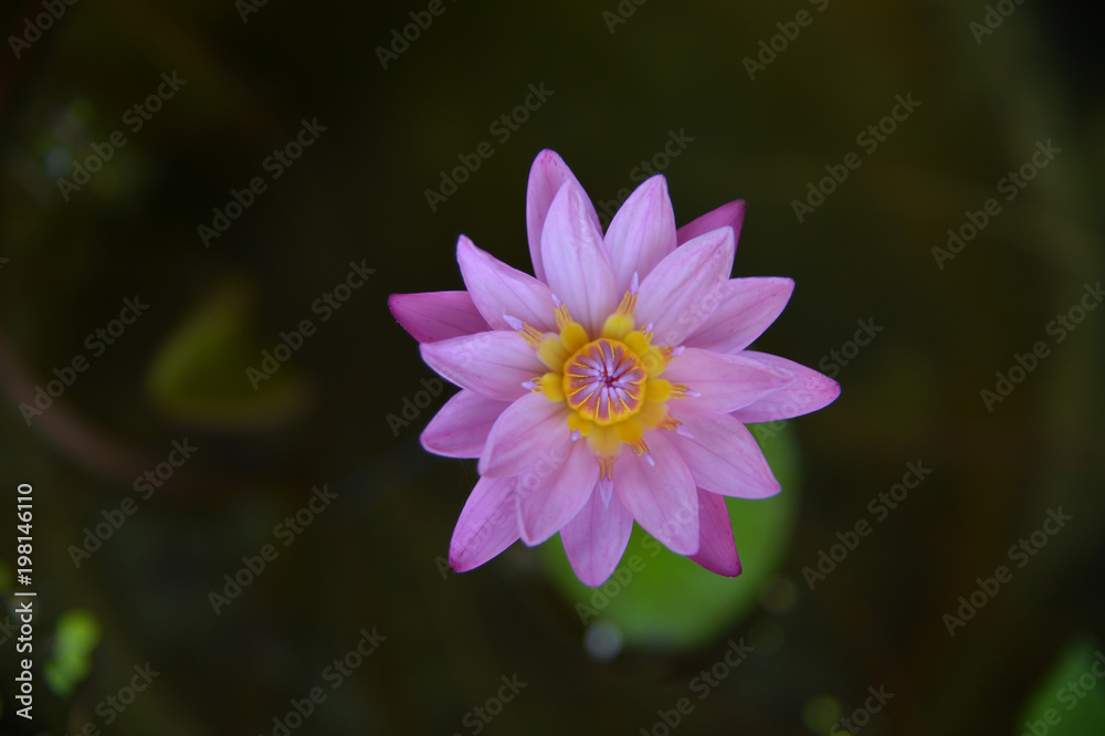 Beautiful pink lotus flower Beautiful pink lotus flower