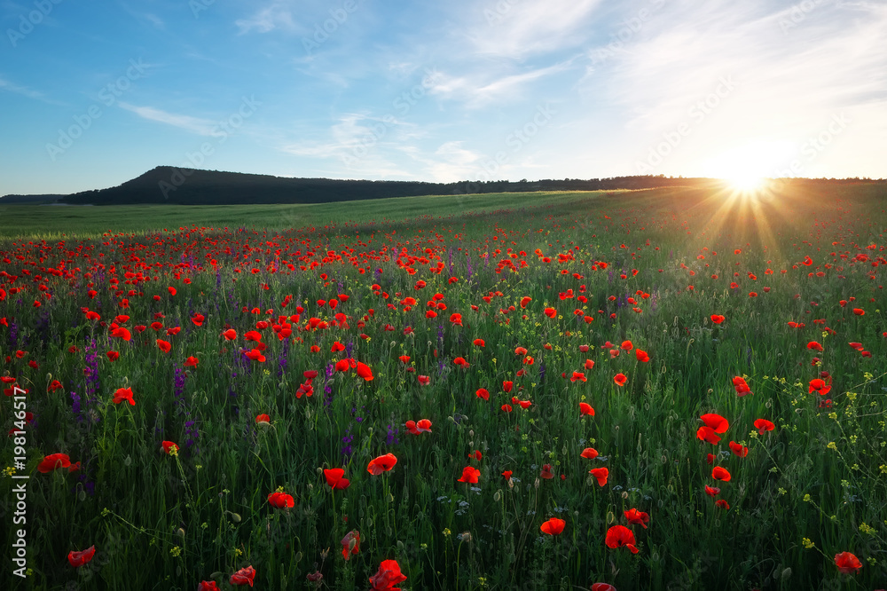 Field with red poppies, colorful flowers against the sunset sky