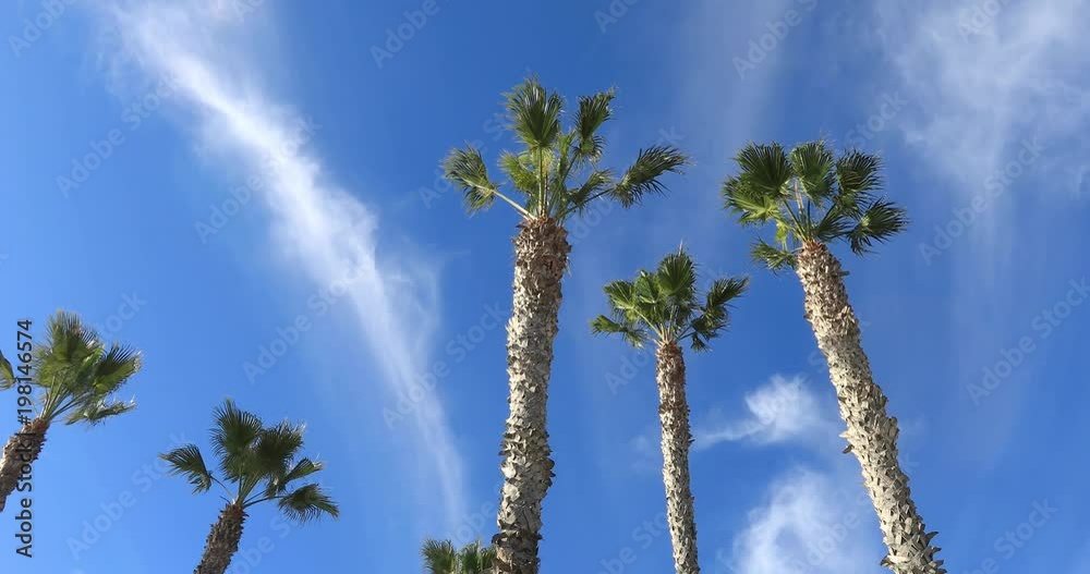 custom made wallpaper toronto digitalGreen palm tree against blue sky and white clouds sliding video