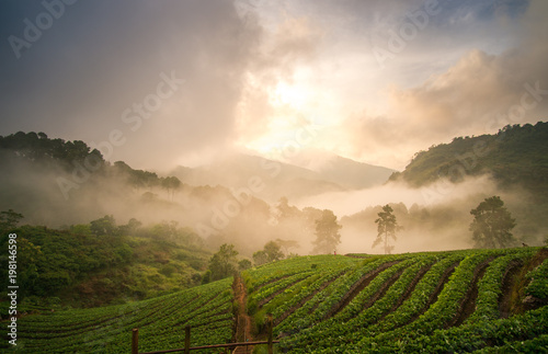 morning mist at strawberry field, Doi Ang Khang , Chiang Mai, Thailand. photo
