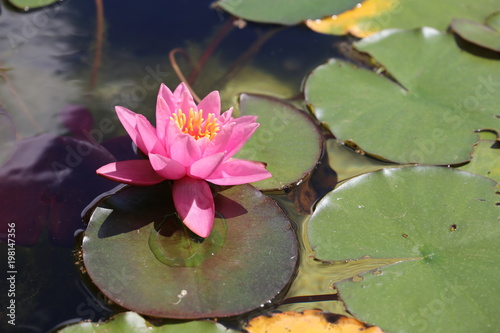 water lily flowers blooming on pond