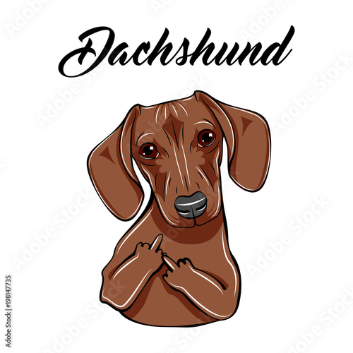 Dachshund middle finger gesture. Dog with gestures.  illustration.