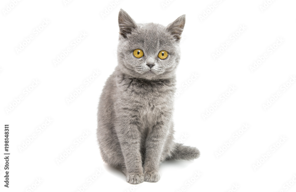 gray beautiful kitten isolated