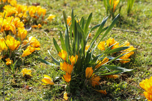 Crocuses / A group of crocuses in the grass