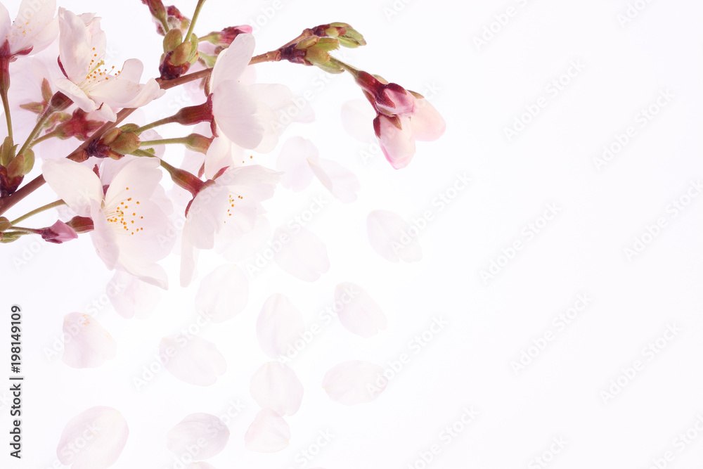 桜