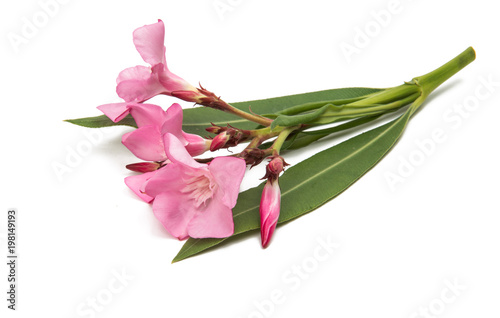 Fototapeta Naklejka Na Ścianę i Meble -  oleander flowers isolated