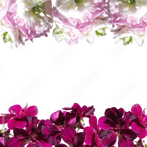 Fototapeta Naklejka Na Ścianę i Meble -  Beautiful floral background of white and crimson pelargonium 