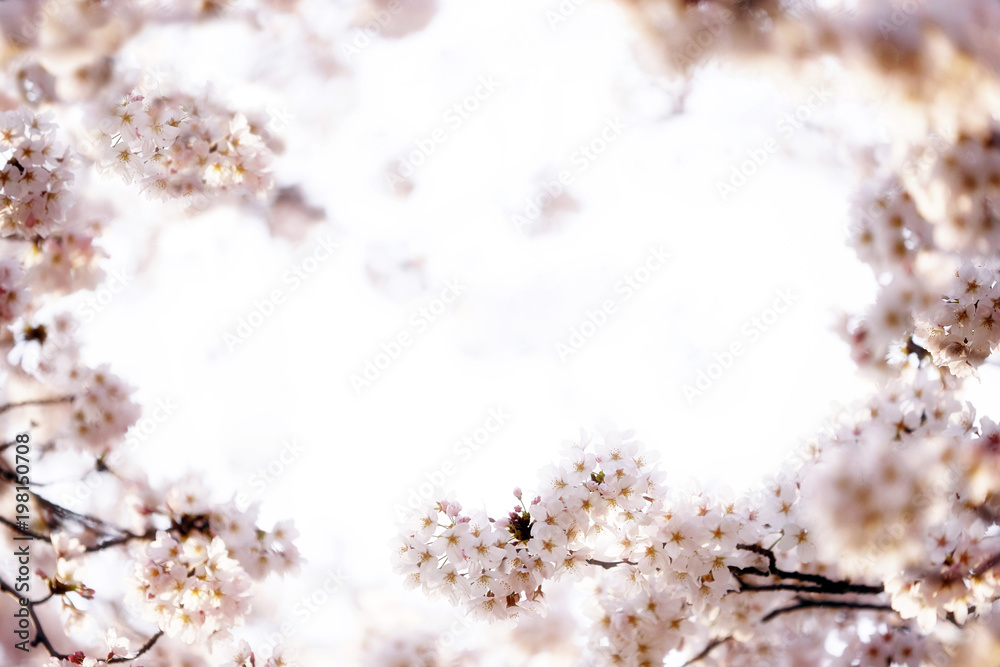 Fototapeta premium 桜咲く