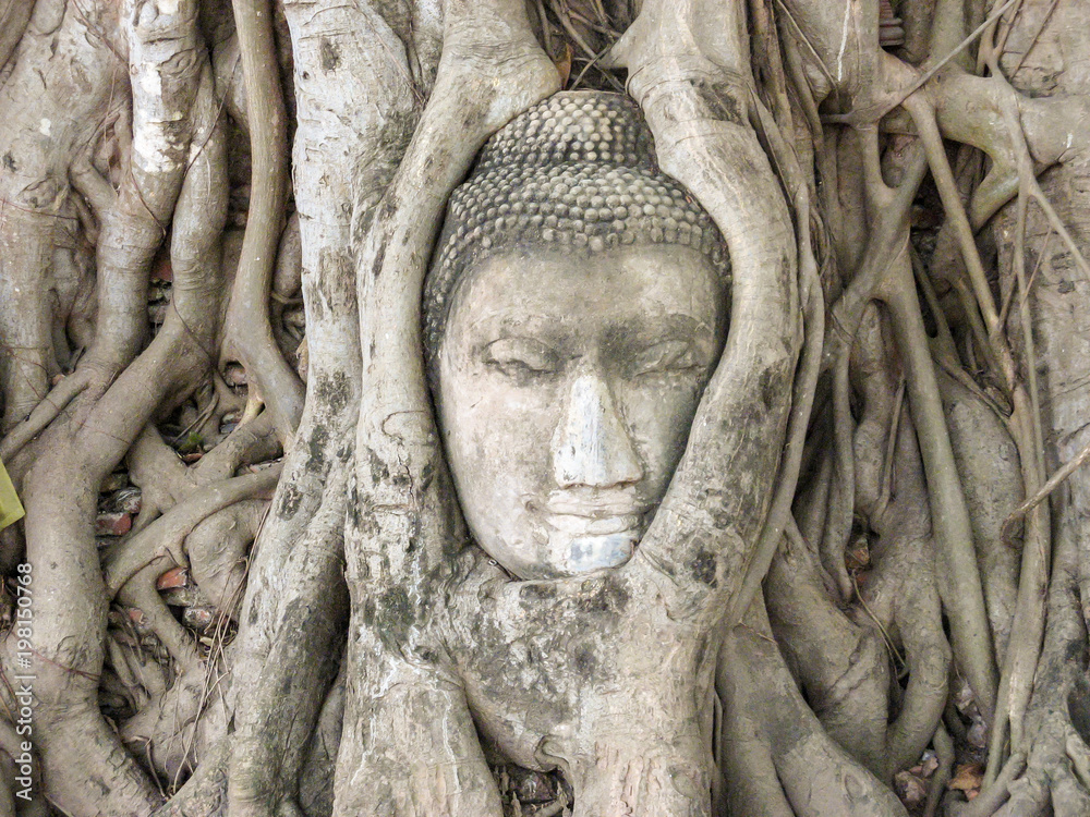 Buddhakopf in Ayutthaya Thailand